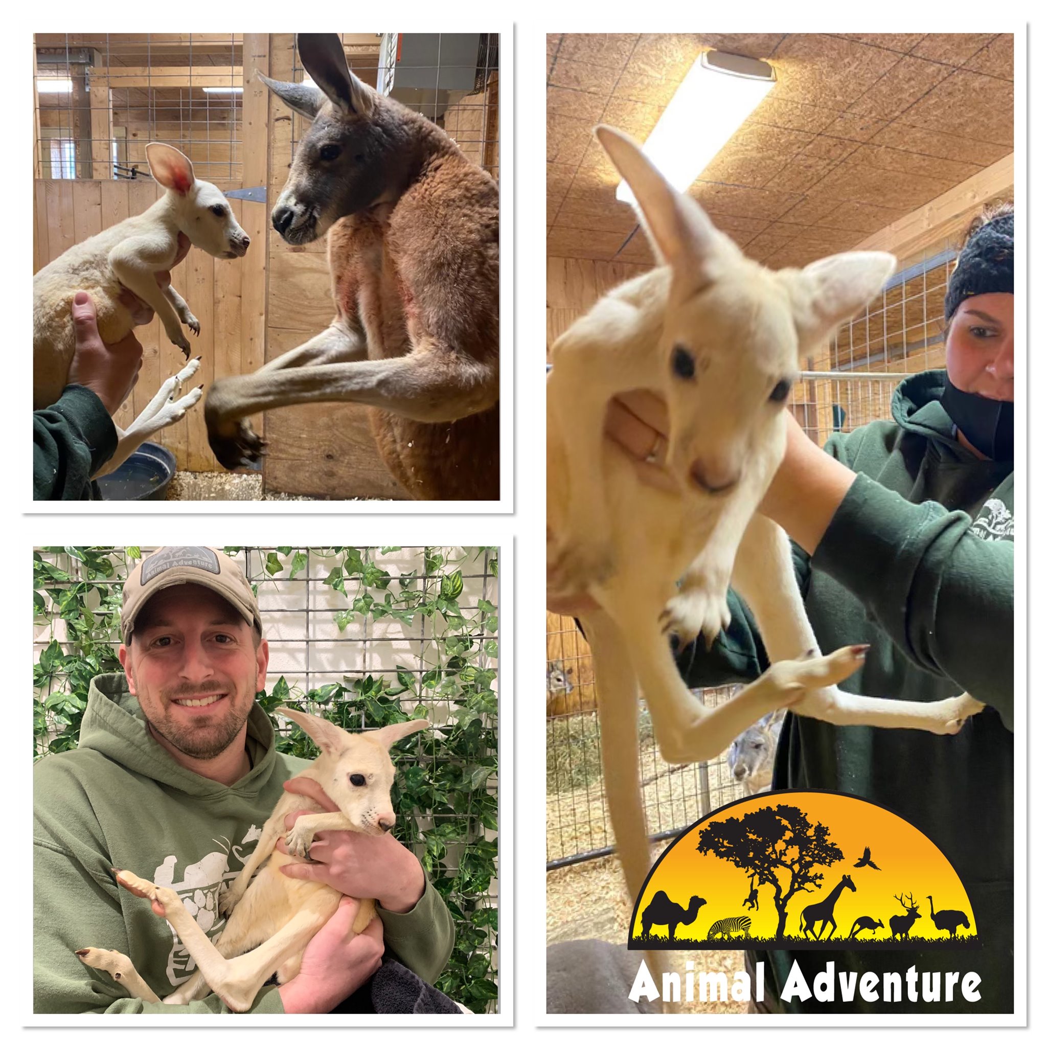 Белый кенгуру в Нью-Йорке (фото – Animal Adventure Park).