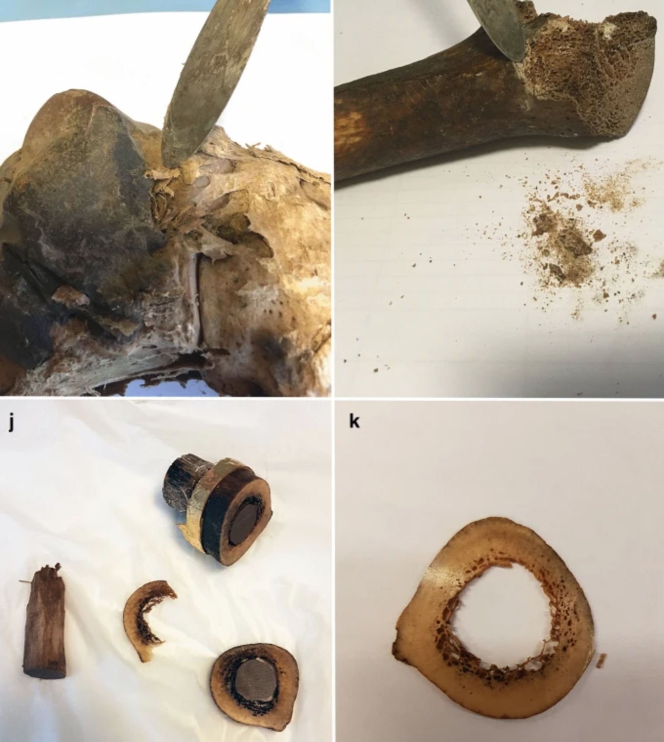 Бедренная кость Святого Иакова (фото – heritagesciencejournal.springeropen) Археологи опровергли подлинность мощей Святого Иакова из римской церкви Санти-Апостоли