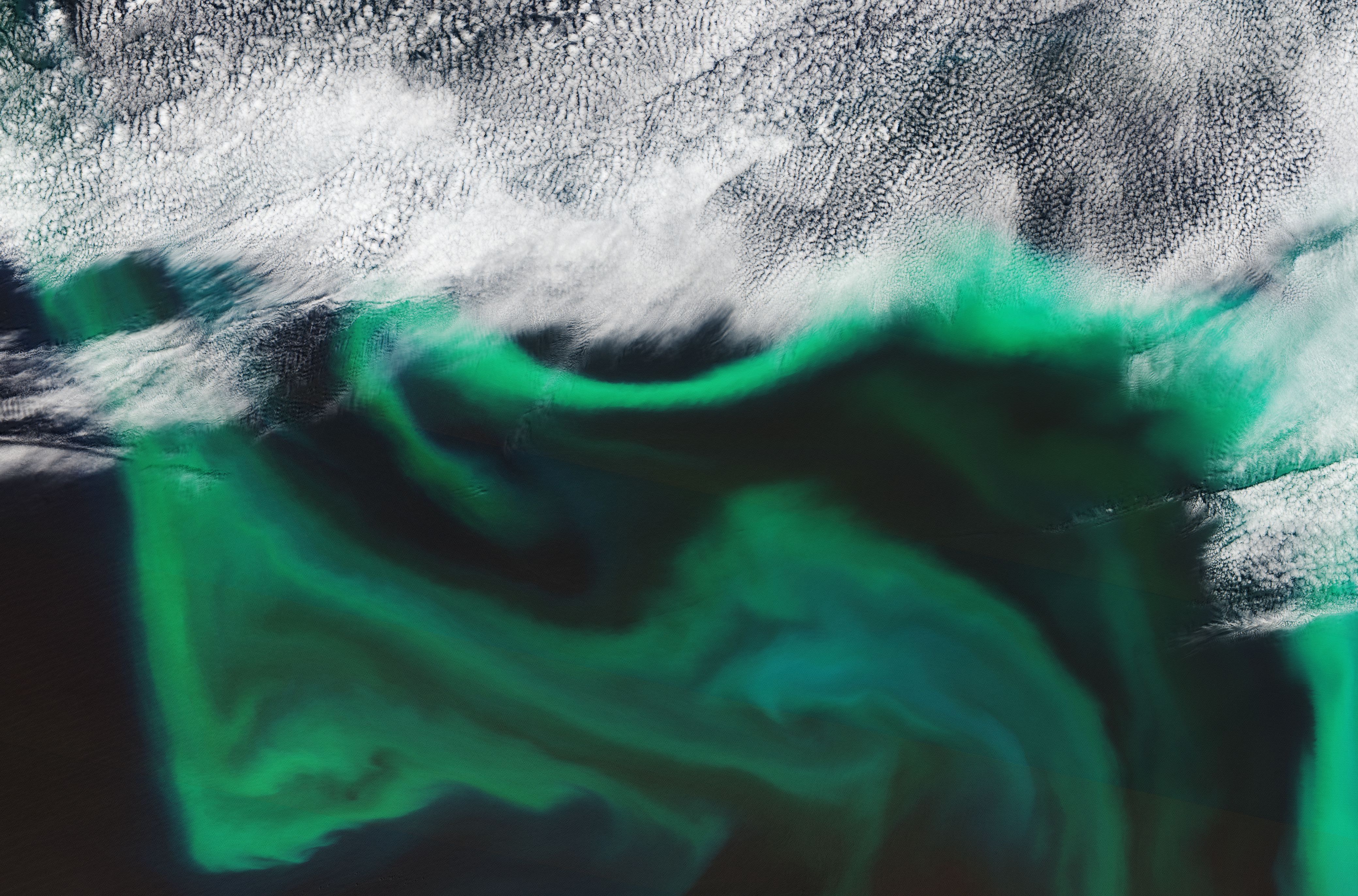 Спутник ESA показал цветение Тихого океана, ученые предупреждают об опасности (ФОТО, ВИДЕО) 1