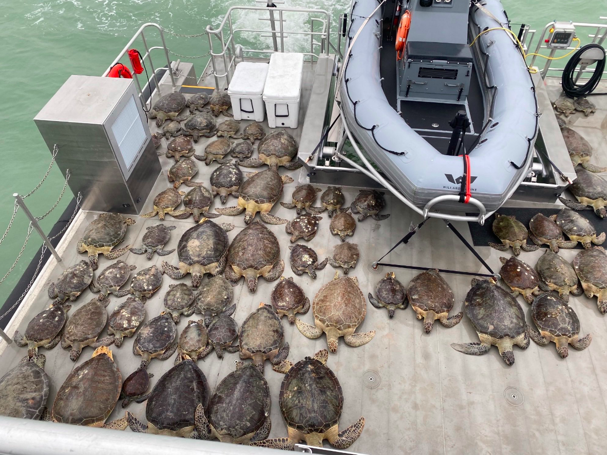 Черепах виловлювали з холодних вод. Фото: Texas Game Warden
