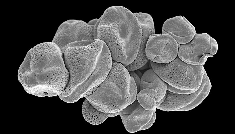 Пыльца из желудка ископаемой мухи (Фото: Science alert)