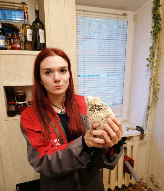 Африканський їжак застряг у батареї в Києві. Фото Kyiv Animal Rescue Group