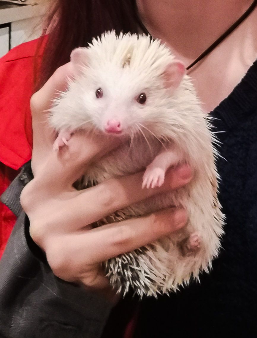 Африканський їжак застряг у батареї в Києві. Фото Kyiv Animal Rescue Group