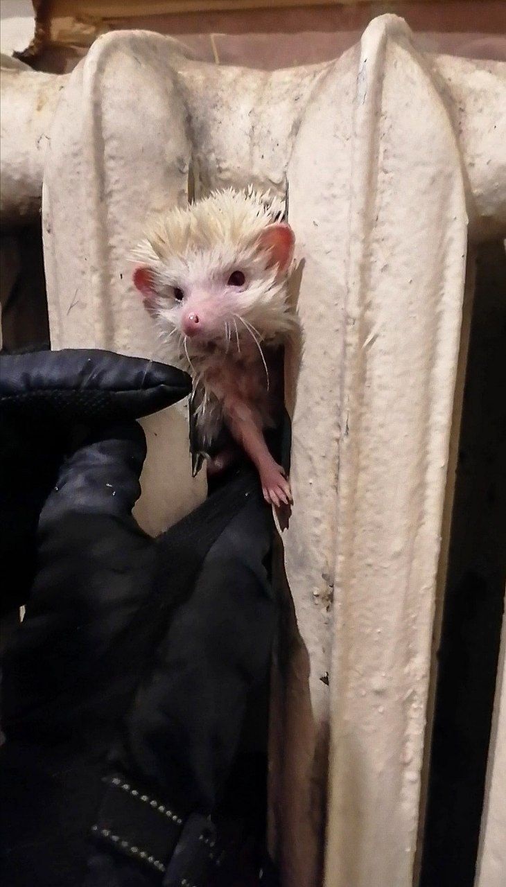 Африканський їжак застряг у батареї в Києві. Фото Kyiv Animal Rescue Group