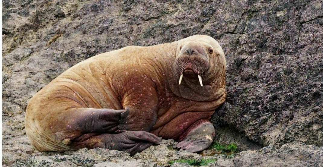 Путешествующий морж (источник – facebook.com_WelshMarineLifeRescue)