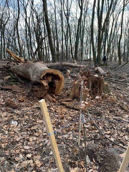 Прокуратура заявила о вырубке в Голосеево 17 древних дубов. В ботсаду говорят – сухостой