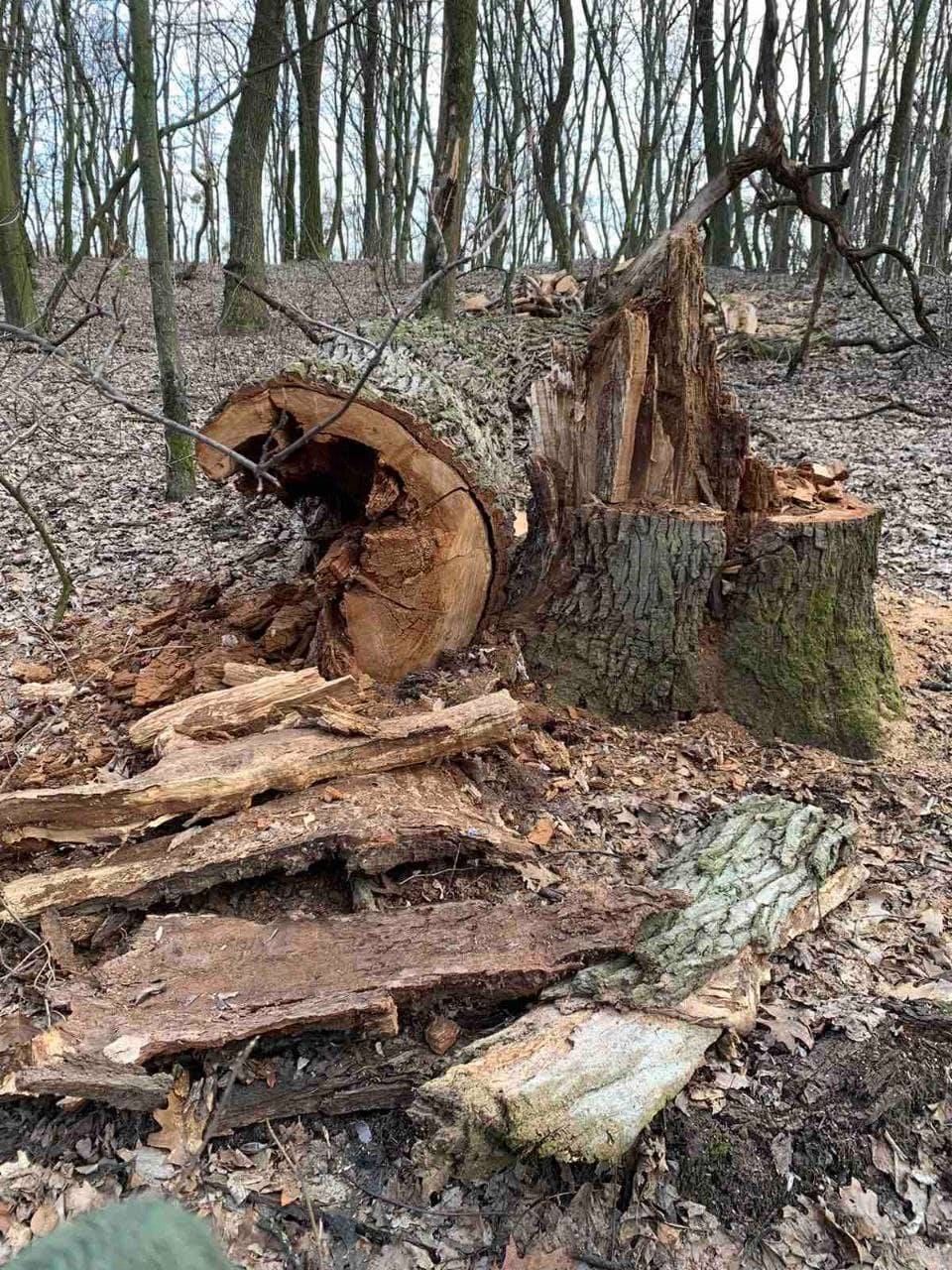 Сухостойное дерево (источник – facebook.com_Botsad.NUBiP)