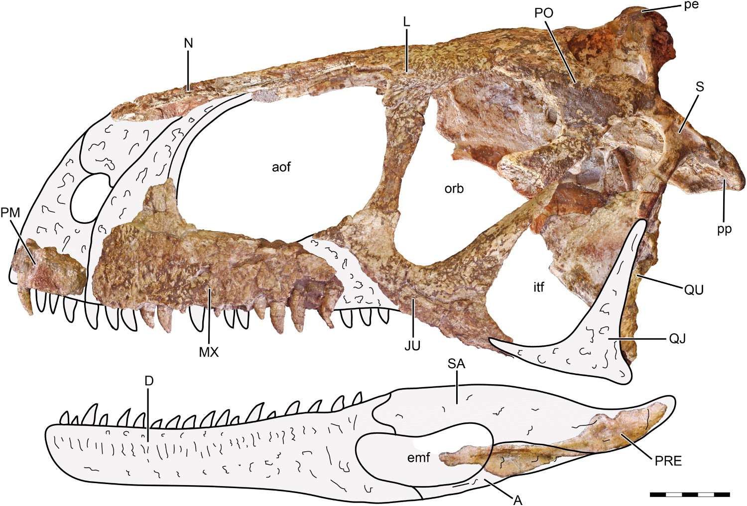 "Внушающий ужас". В Патагонии найден череп динозавра, который жил 85 млн лет назад: фото