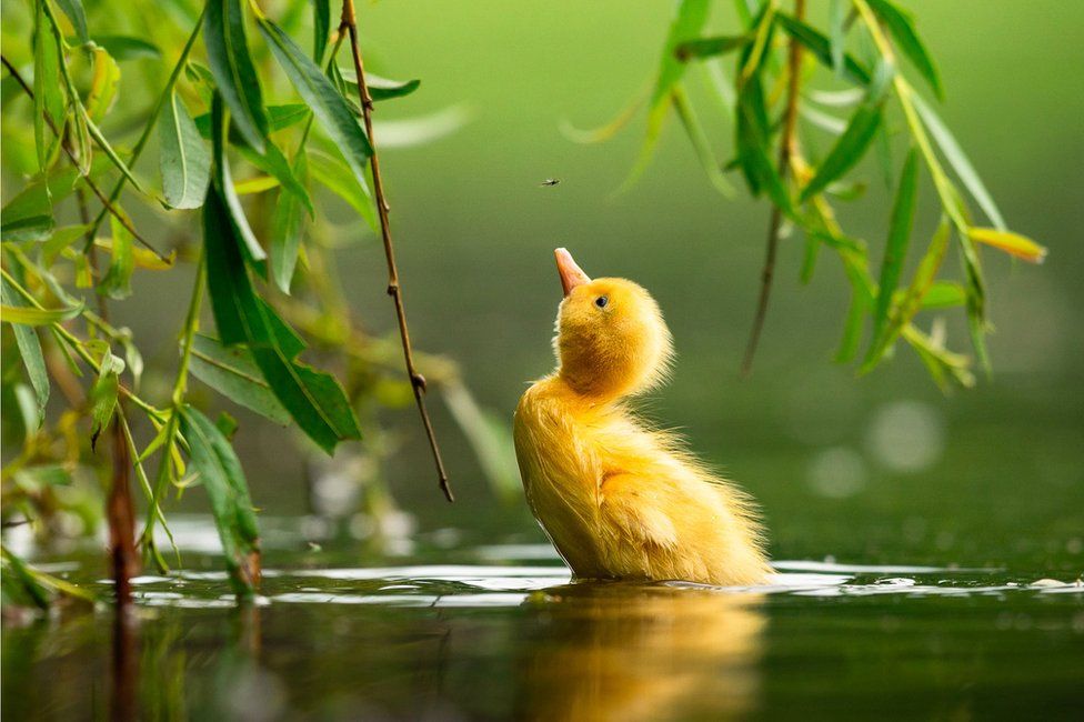 Фото: ZDENĚK JAKL, BIRD PHOTOGRAPHER OF THE YEAR