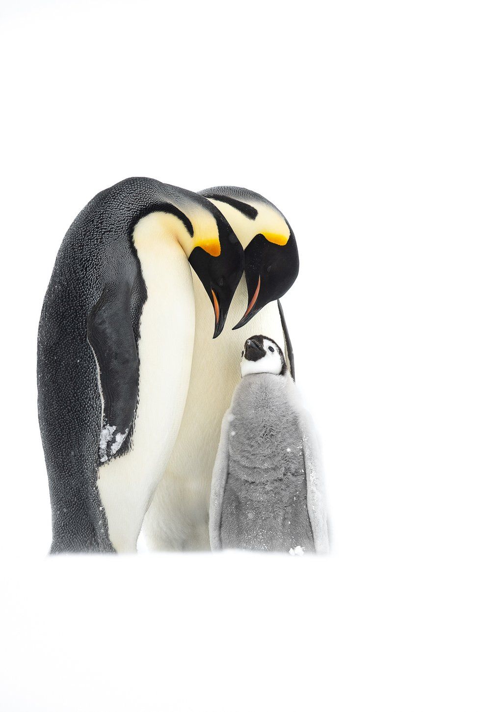 Фото: THOMAS VIJAYAN, BIRD PHOTOGRAPHER OF THE YEAR