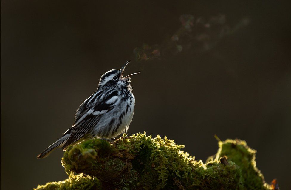 Фото: RAYMOND HENNESSY, BIRD PHOTOGRAPHER OF THE YEAR