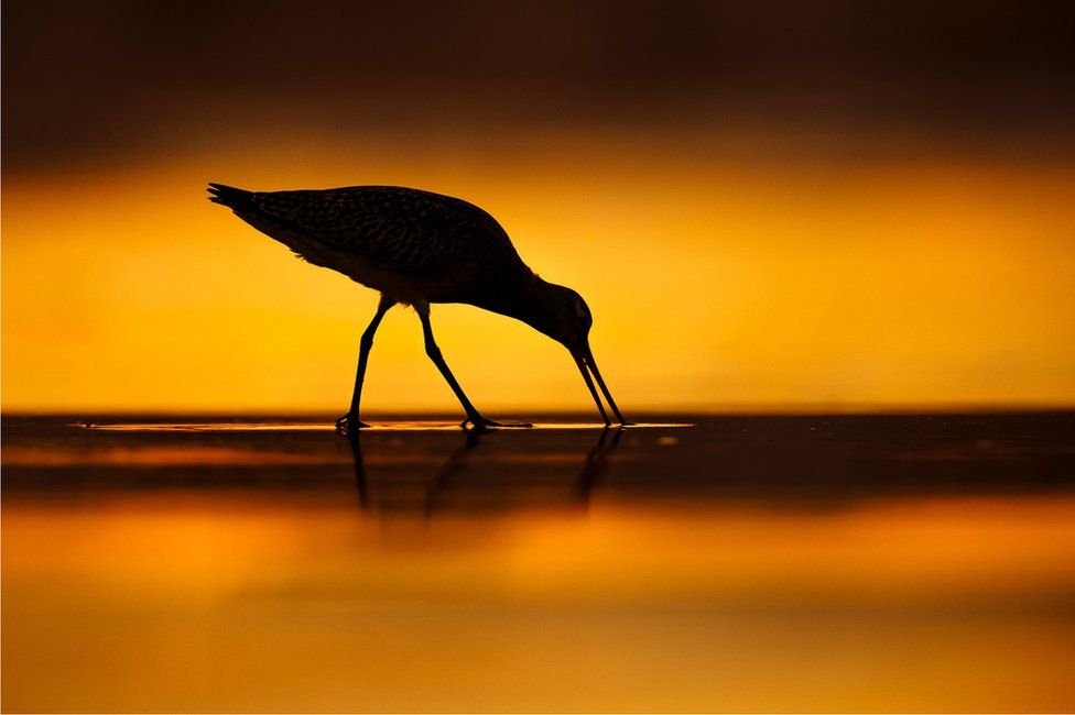 Фото: MARIO SUAREZ PORRAS, BIRD PHOTOGRAPHER OF THE YEAR