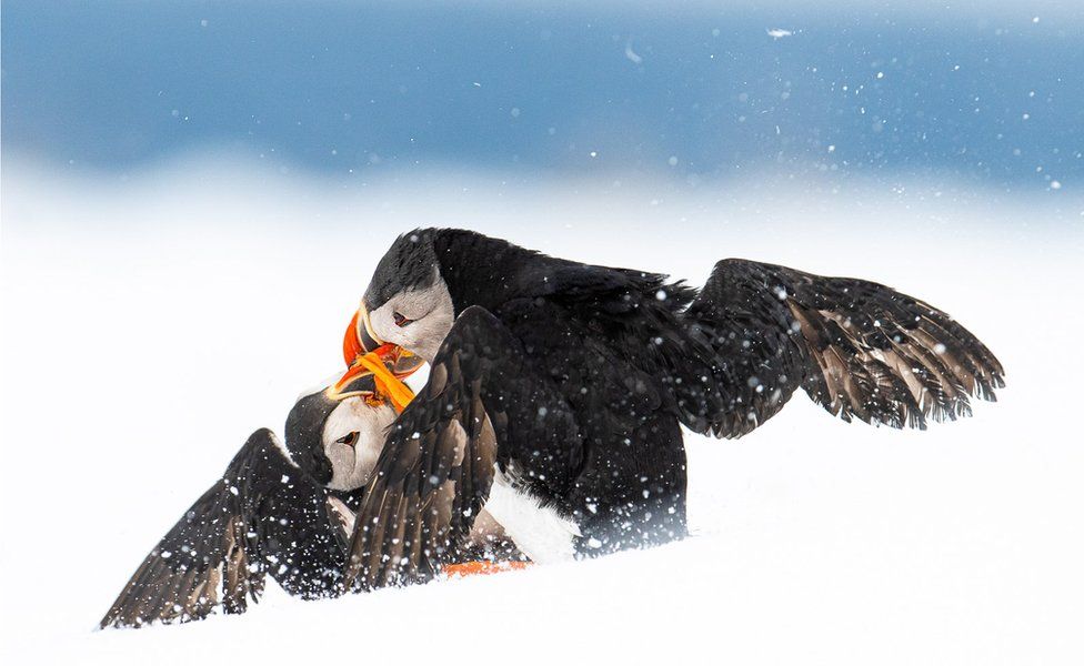Фото: ØYVIND PEDERSEN, BIRD PHOTOGRAPHER OF THE YEAR