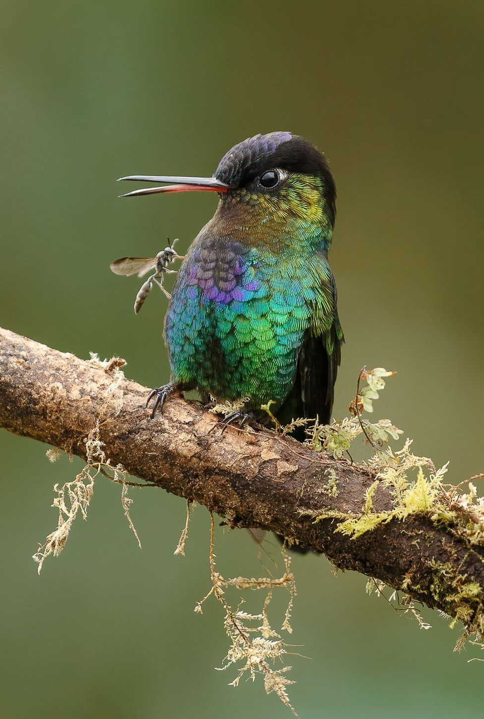 Фото: GAIL BISSON, BIRD PHOTOGRAPHER OF THE YEAR