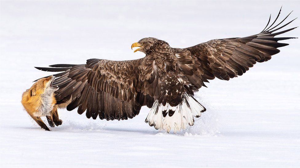 Фото: FAHAD ALENEZI, BIRD PHOTOGRAPHER OF THE YEAR
