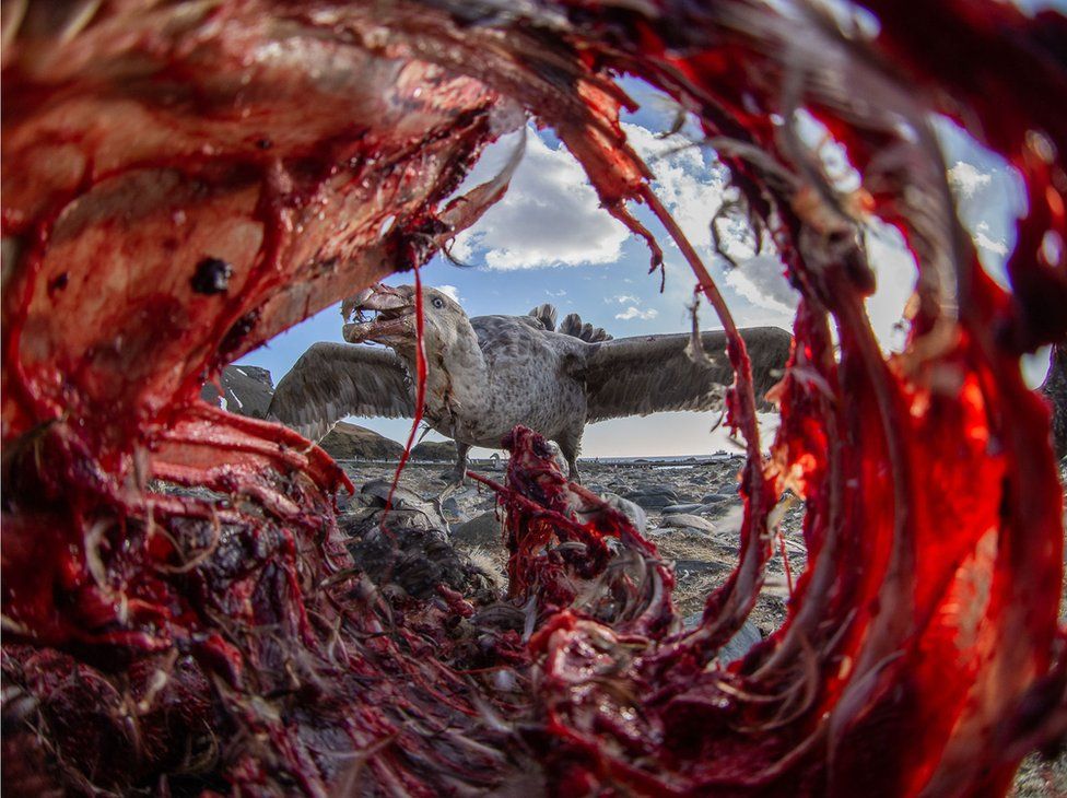 Фото: EIRIK GRØNNINGSÆTER, BIRD PHOTOGRAPHER OF THE YEAR