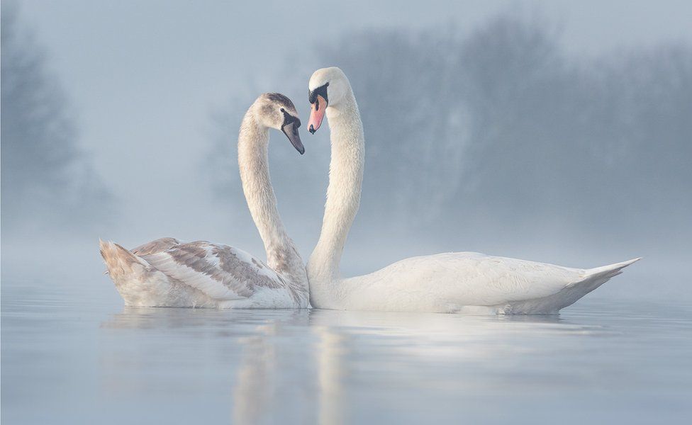 Фото: DIANA SCHMIES, BIRD PHOTOGRAPHER OF THE YEAR