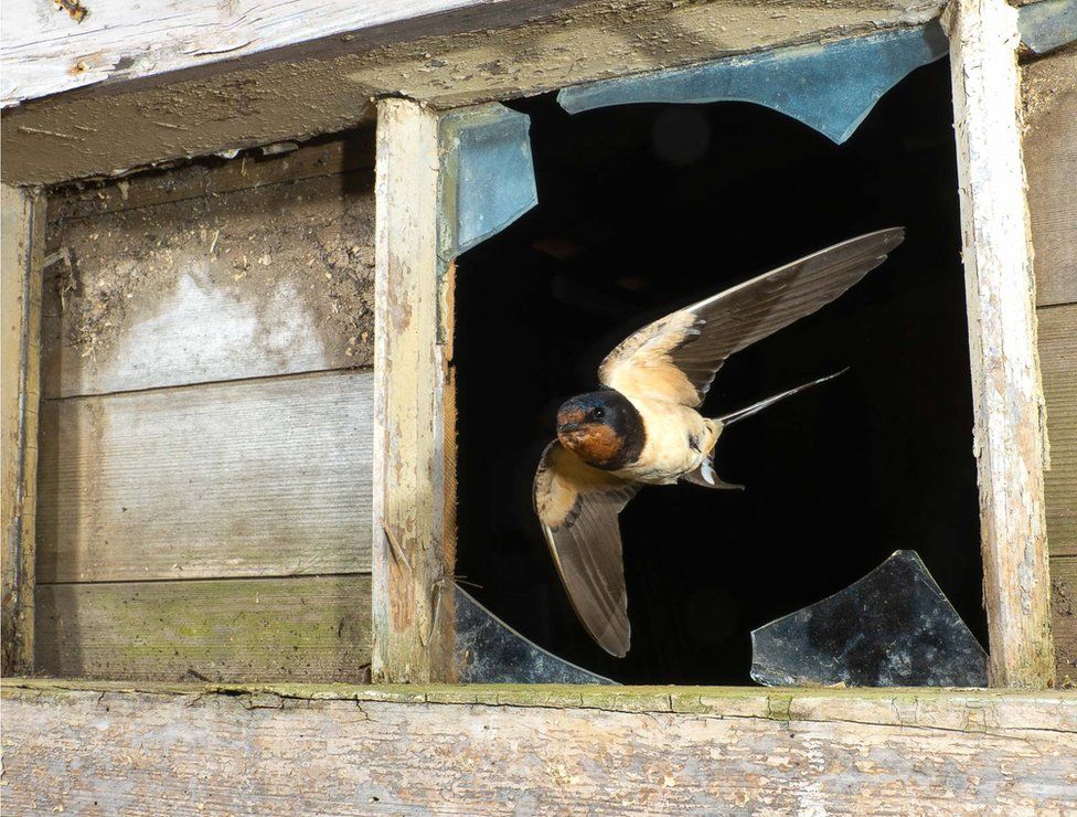Фото: DAVID WHITE, BIRD PHOTOGRAPHER OF THE YEAR