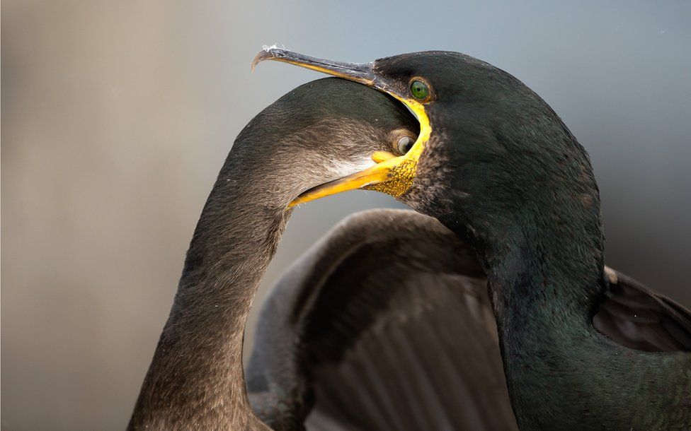 Фото: BRIAN MATTHEWS, BIRD PHOTOGRAPHER OF THE YEAR