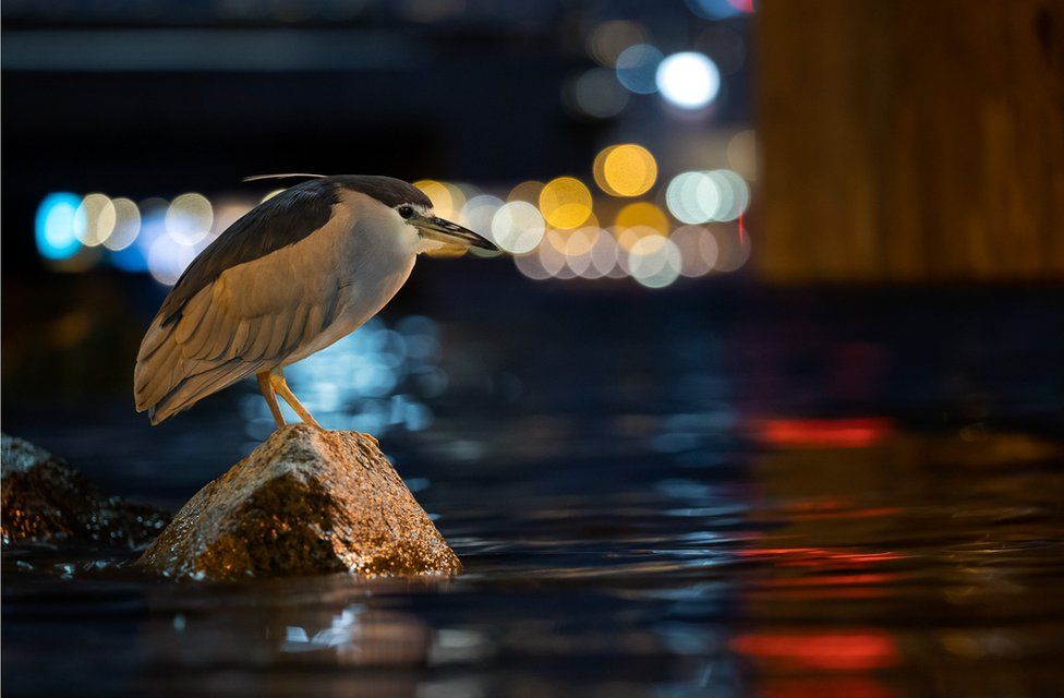 Фото: DAPHNE WONG, BIRD PHOTOGRAPHER OF THE YEAR
