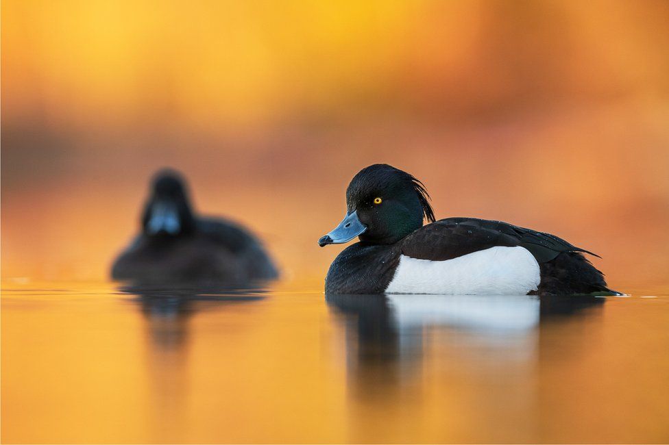 Фото: BRAD JAMES, BIRD PHOTOGRAPHER OF THE YEAR