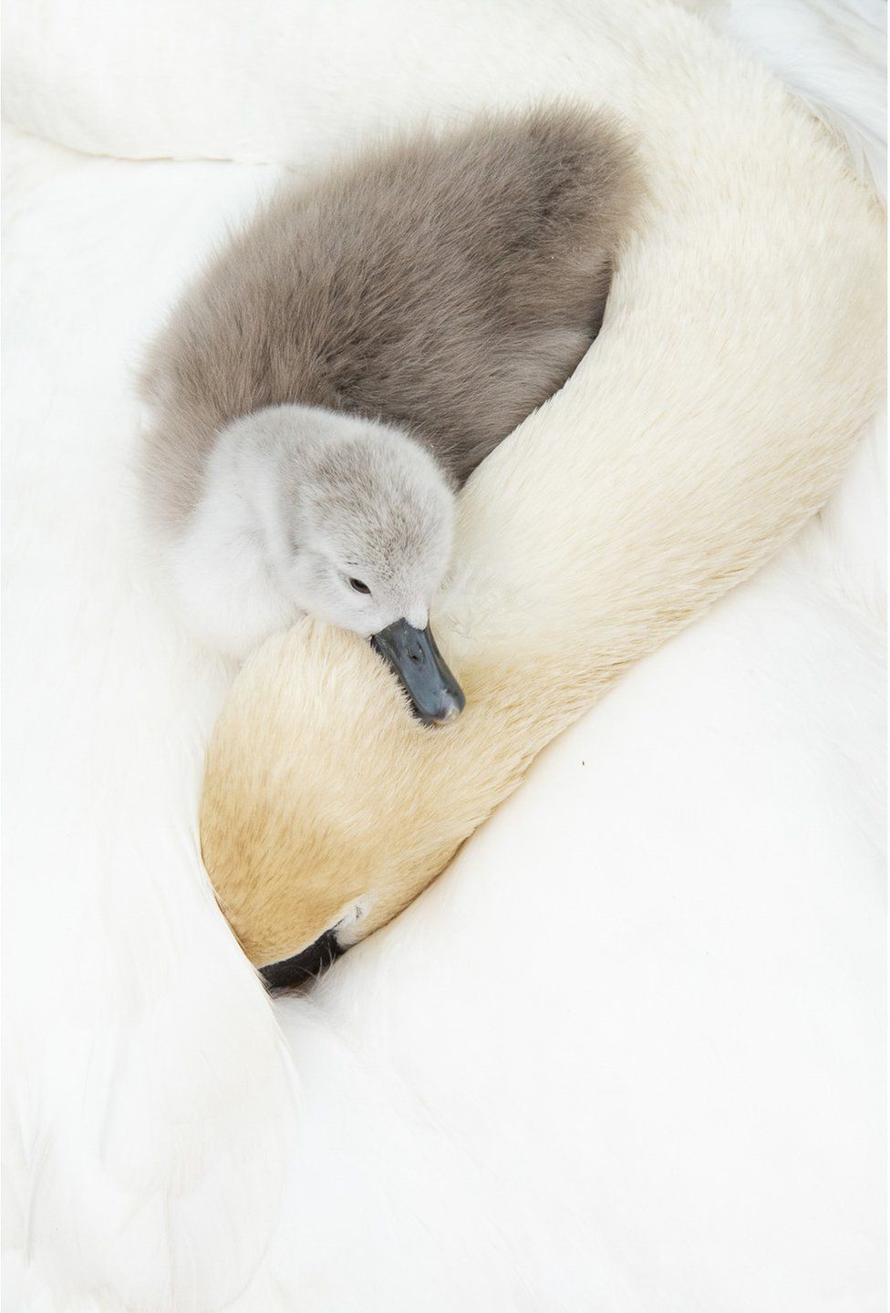 Фото: ANDREW PARKINSON, BIRD PHOTOGRAPHER OF THE YEAR