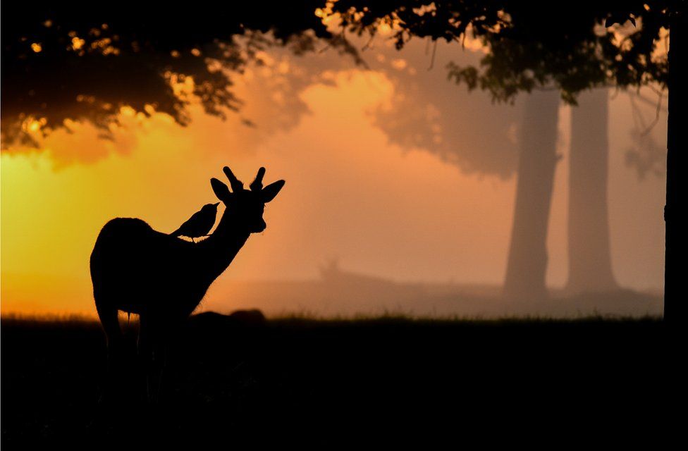 Фото: AMANDA COOK, BIRD PHOTOGRAPHER OF THE YEAR
