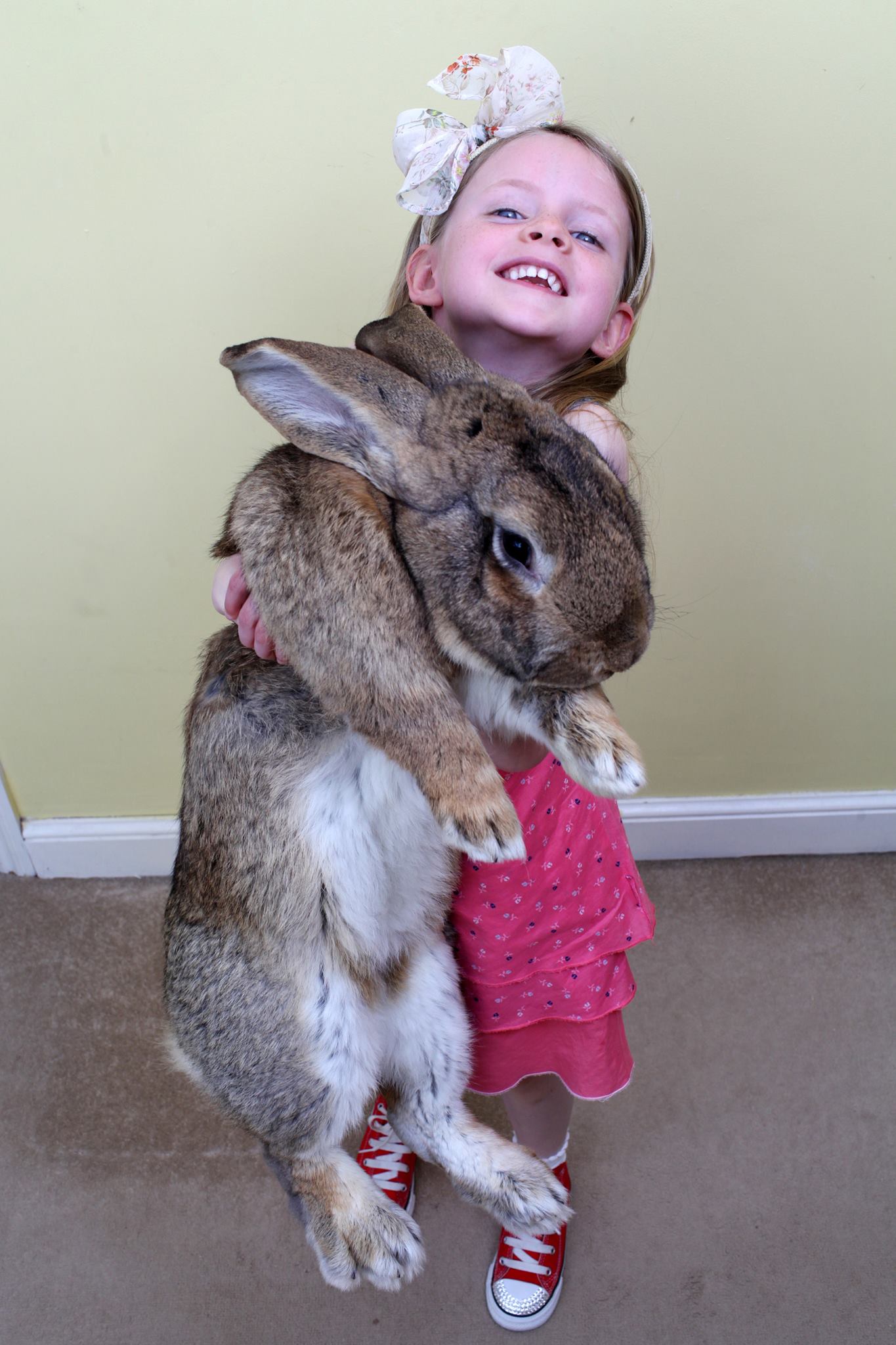 В Великобритании похитили самого большого в мире кролика: объявлено вознаграждение – фото
