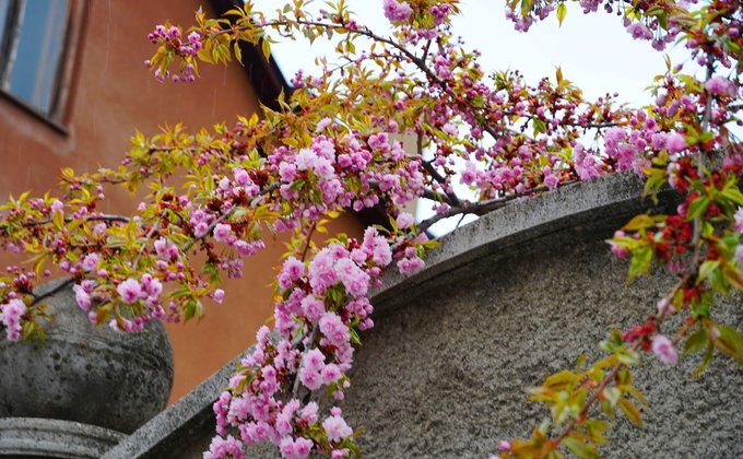 Весеннее Закарпатье. В Ужгороде расцвела японская вишня и магнолии – фоторепортаж
