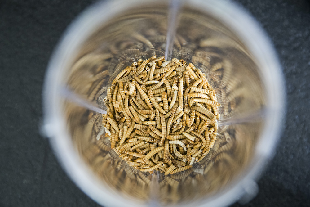 ЕС одобрил продажу желтых мучных червей для употребления в пищу