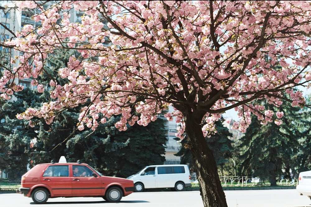 Кадр з фільму Мої думки тихі