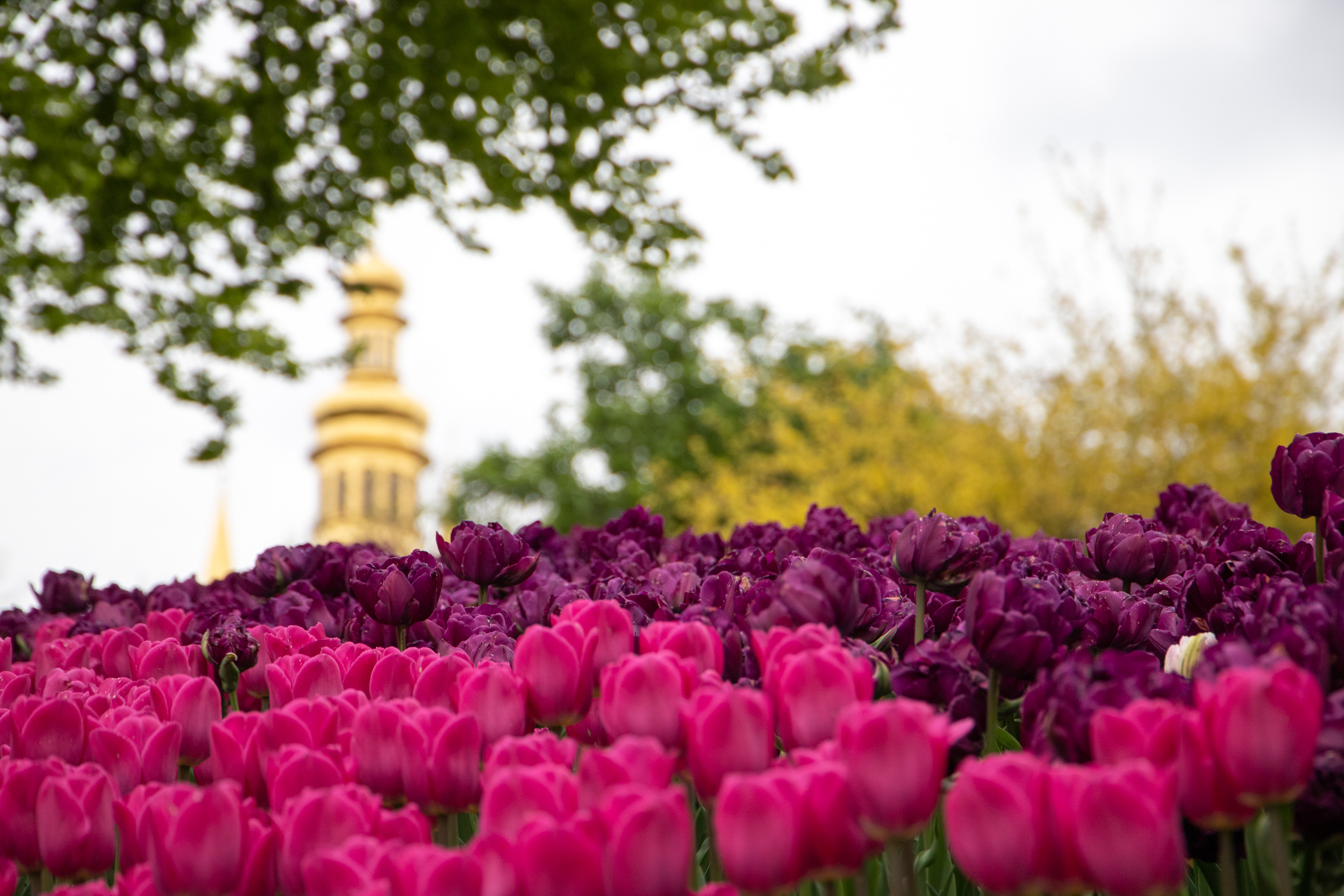 Виставка тюльпанів. Фото: пресслужба КМДА