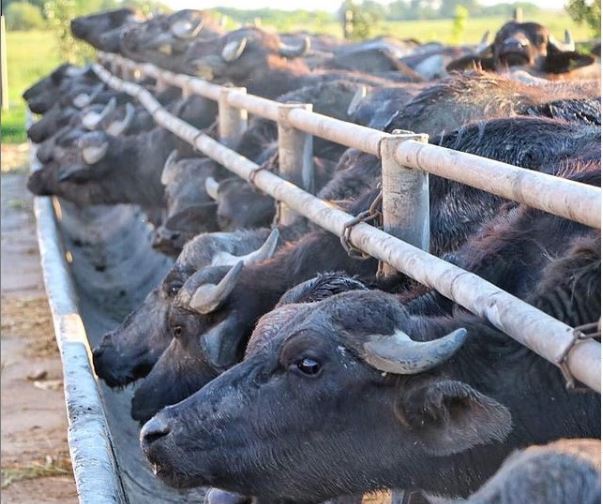 Рога, сыр и карантин. Как устроена и на чем зарабатывает буйволиная ферма в Закарпатье