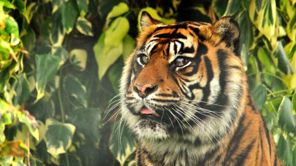 Фото: Shepreth Wild Park