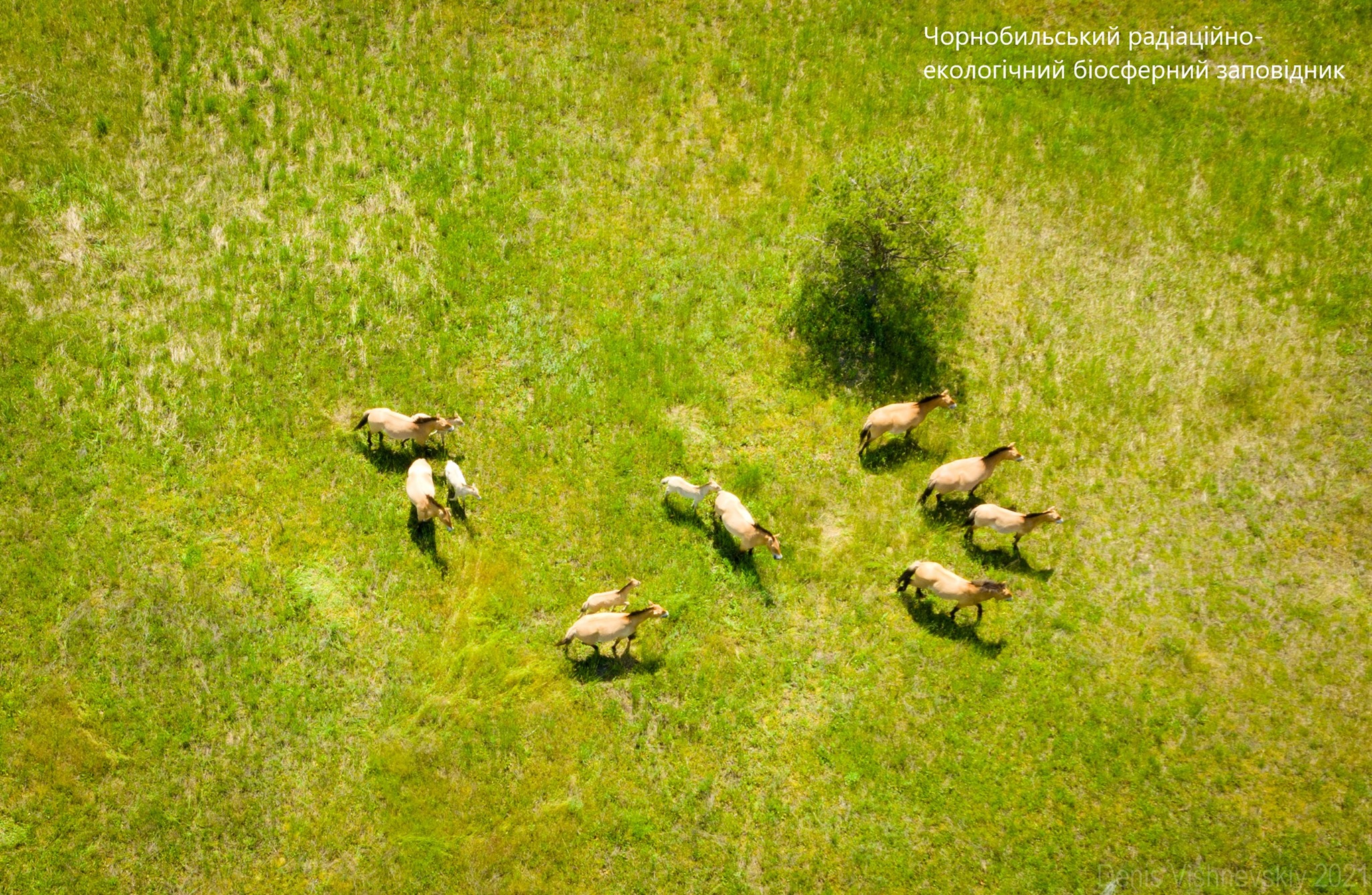 Кони Пржевальского под Чернобылем (Фото – Чорнобильський Радіаційно-екологічний Біосферний Заповідник) Под Чернобылем заметили табун уникальных коней Пржевальского – у них пополнение: фото