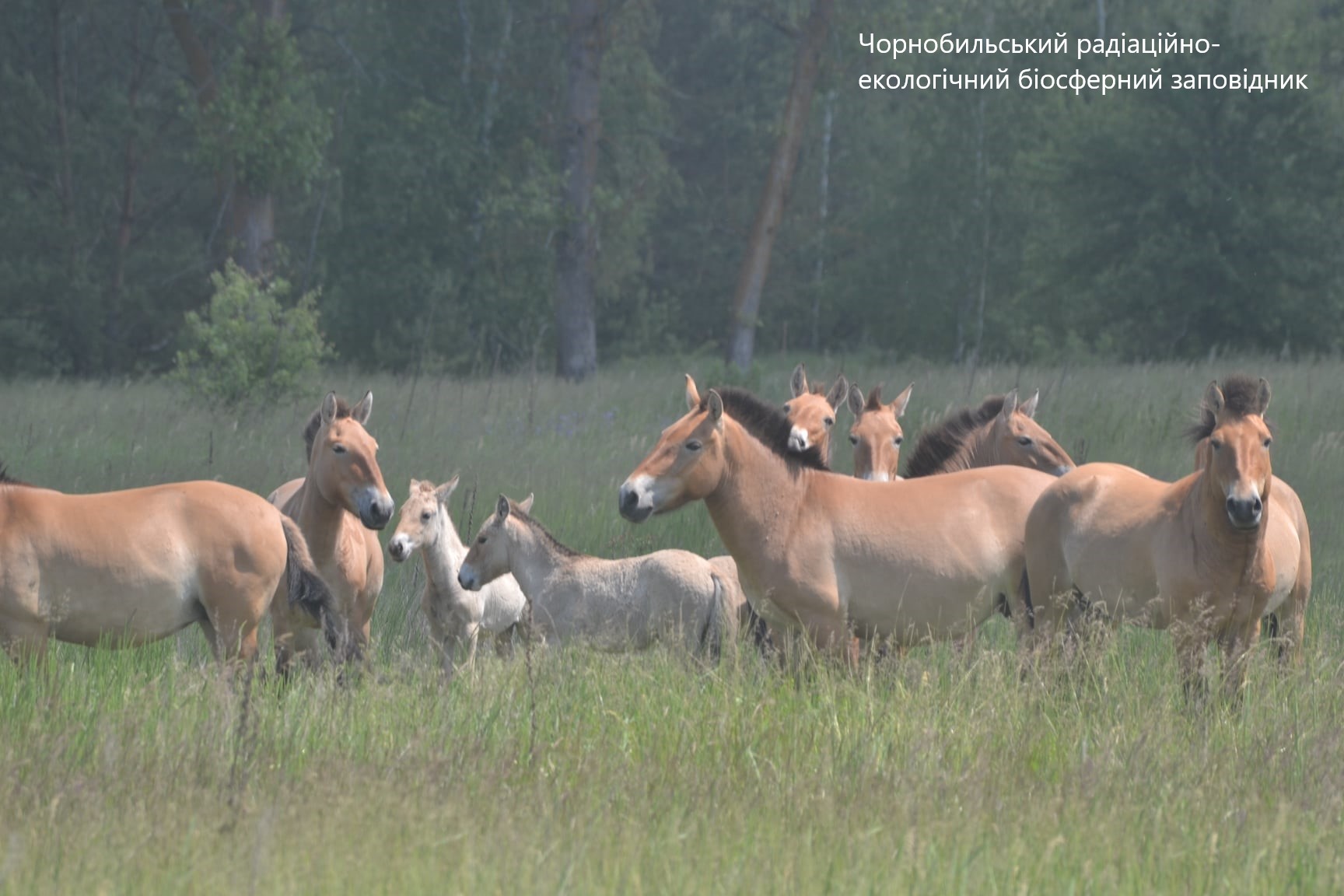 Под Чернобылем заметили табун уникальных коней Пржевальского – у них пополнение: фото