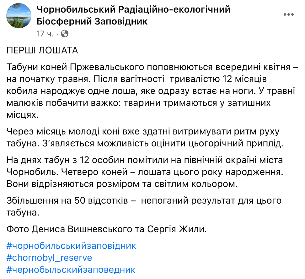 Скриншот из поста Под Чернобылем заметили табун уникальных коней Пржевальского – у них пополнение: фото