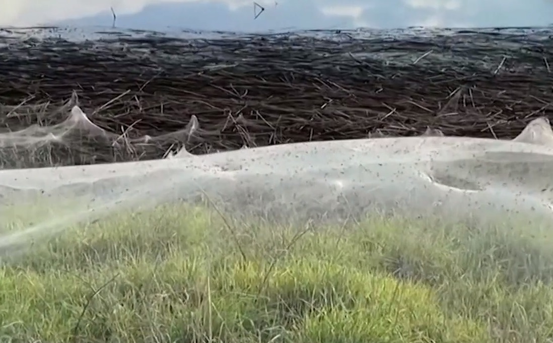 Австралию после наводнения окутало гигантскими паутинами – видео