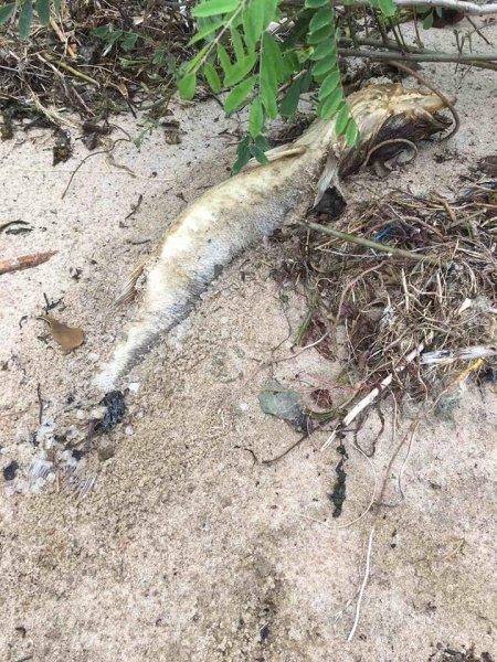 Массовая гибель судака. На берегу Киевского водохранилища начали находить мертвую рыбу