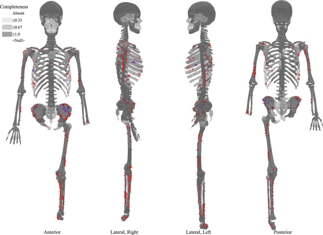 Скелет (Иллюстрация из Journal of Archeological Science – Reports)