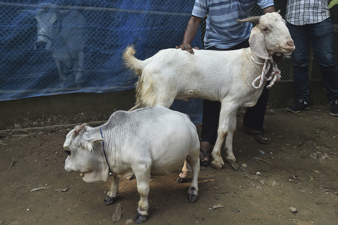 Весит 28 кг и боится стада. Миниатюрная корова стала знаменитостью Бангладеша: фото