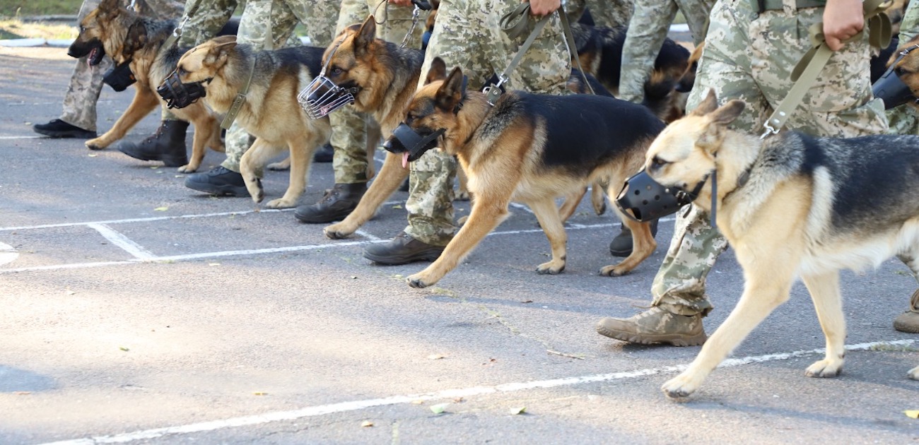 Собаки прикордонників вперше пройдуть у параді до Дня Незалежності. Розпочались репетиції: фото
