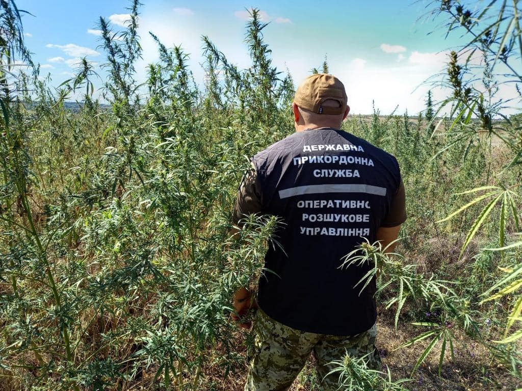 Фото – прес-служба ДПСУ Прикордонники знайшли поле з 200 000 кущів конопель: фото