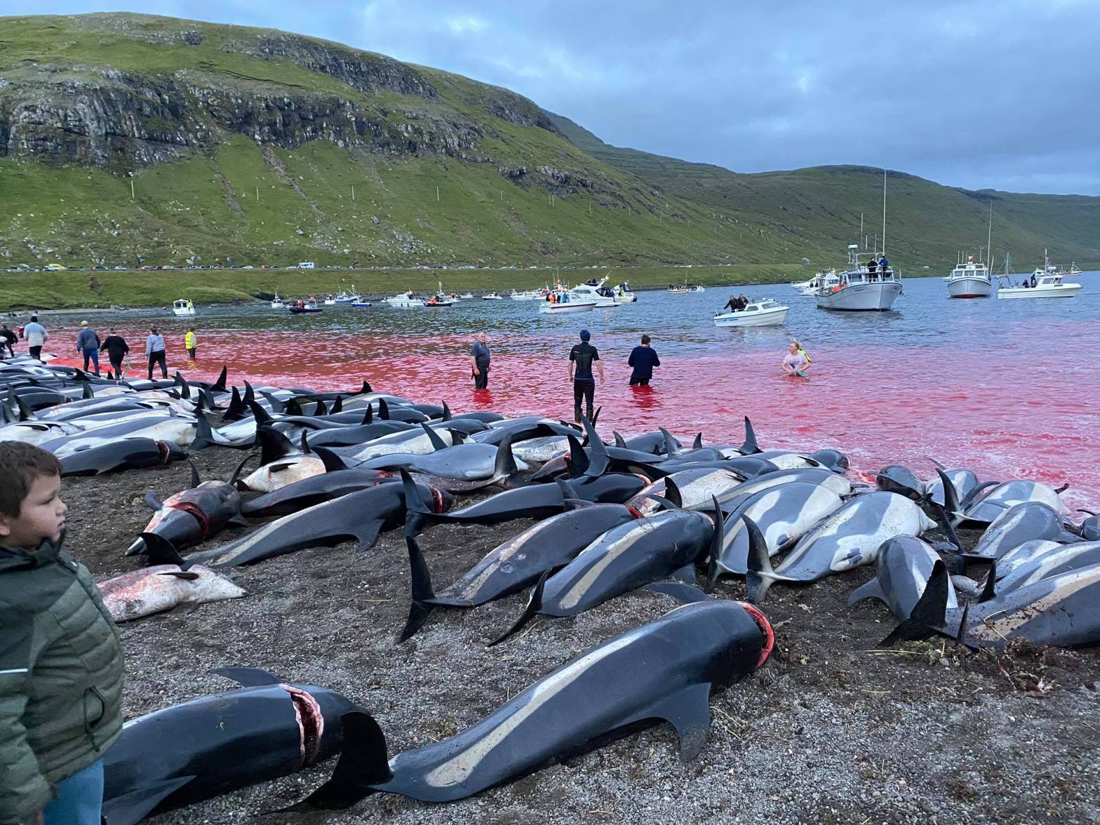 Дельфины, Фарерские острова (Фото – Sea Shepherd) На Фарерских островах убили до 1500 дельфинов: наибольшее количество за историю наблюдений