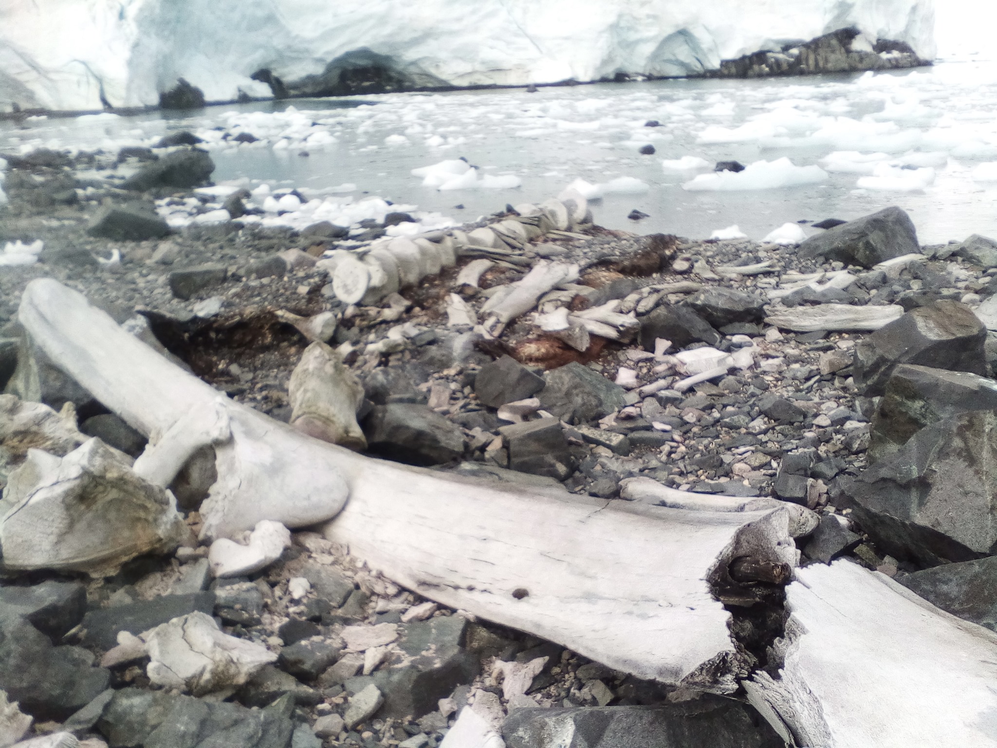 Кит эпохи викингов. Ученые узнали возраст скелета в Антарктиде возле "Вернадского": фото