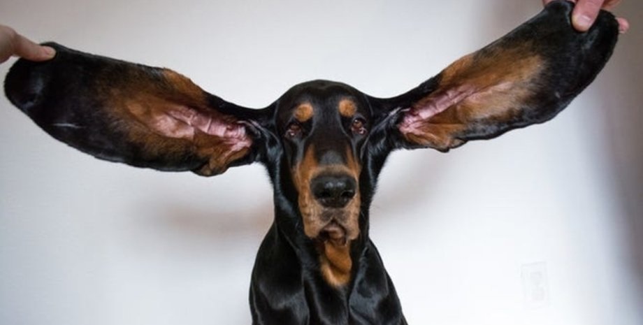 Собака с самыми длинными ушами попала в Книгу рекордов Гиннеса: фото |  Новости Украины | LIGA.net