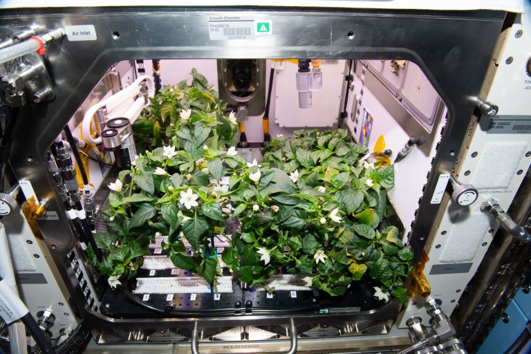 Перец на МКС (Фото: NASA) Впервые в космосе. Астронавты NASA смогли вырастить перец чили на МКС: фото