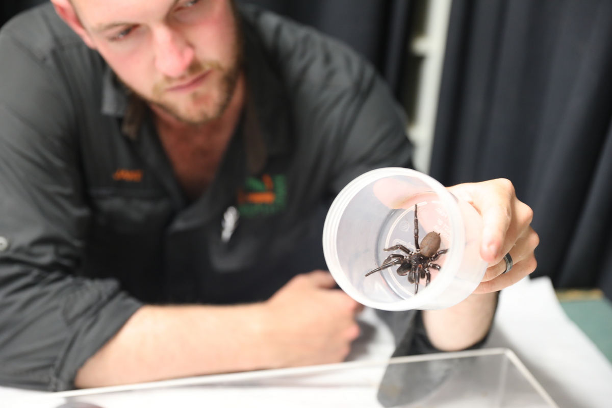 Австралийский гигантский воронковый паук и его смотритель Джейк Мени (Фото: Australian Reptile Park)