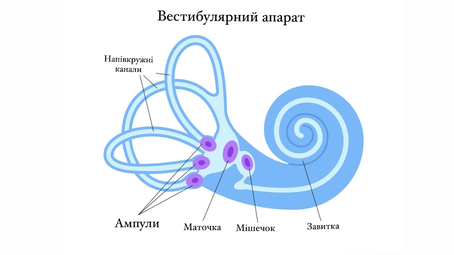 Полукружные каналы внутреннего уха расположены. Vestibular apparatus Anatomy. Вестибуляр аппарат анатомия. Состояние вестибулярного аппарата. The vestibular System.