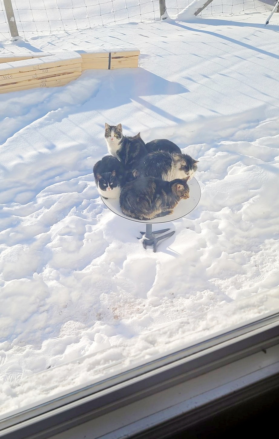 В Канаде коты "сломали" интернет Starlink: оккупировали спутниковую тарелку – фото